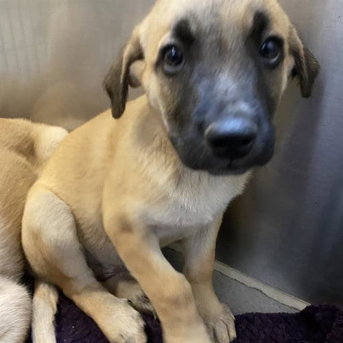 Photo of Abby, adoptable German Shepherd Dog in Modesto, California