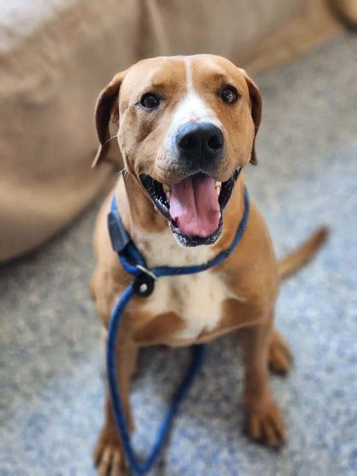 Photo of Tucker, adoptable Unknown breed in Shelburne, Vermont