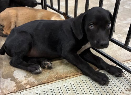 Photo of Sketchers, adoptable Labrador Retriever in Newcastle, Oklahoma