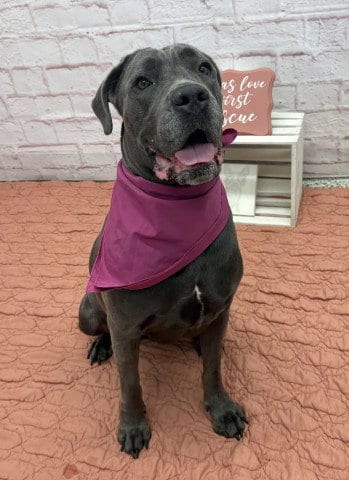 Photo of Sasha, adoptable Cane Corso Mastiff in Detroit, Michigan