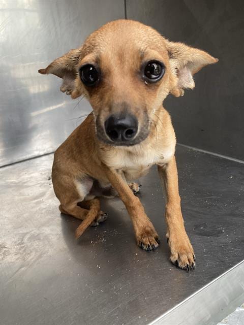 Photo of Tito, adoptable Chihuahua in Dallas, Texas