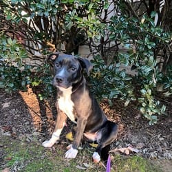 Photo of Dee, adoptable American Pit Bull Terrier Mixed Breed (Medium) in Frederick, Maryland