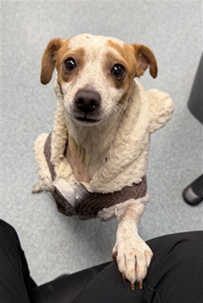 Photo of Senior Chihuahua - Smooth Coated and Dachshund, adoptable Chihuahua - Smooth Coated and Dachshund in Bakersfield, California