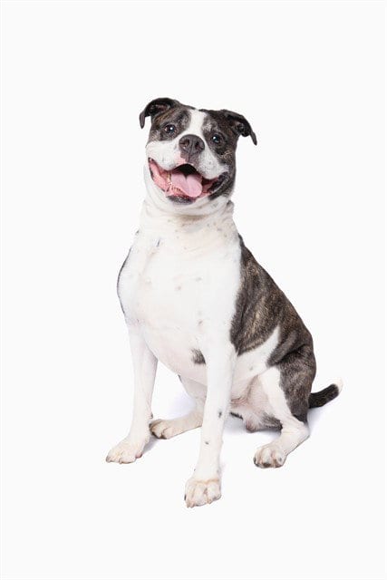 Photo of Romeo, adoptable American Bulldog in Miami, Florida