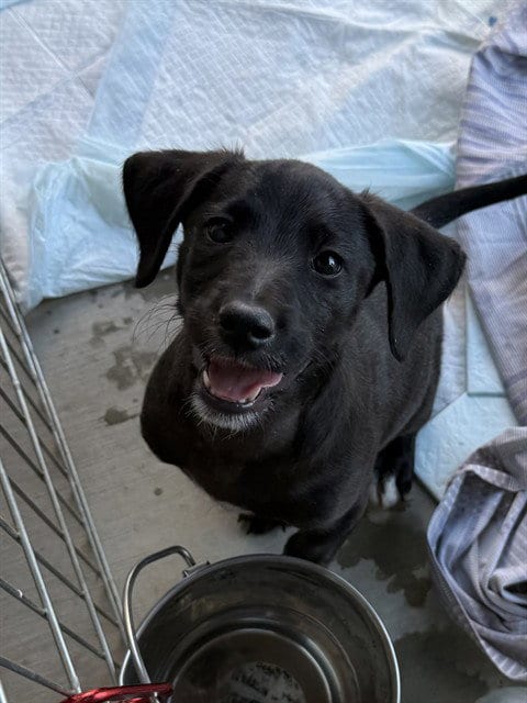 Photo of Donna Meagle, adoptable Pit Bull Terrier in Bakersfield, California