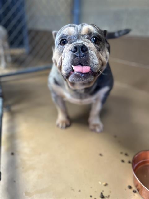 Photo of Legacy, adoptable English Bulldog in Chula Vista, California