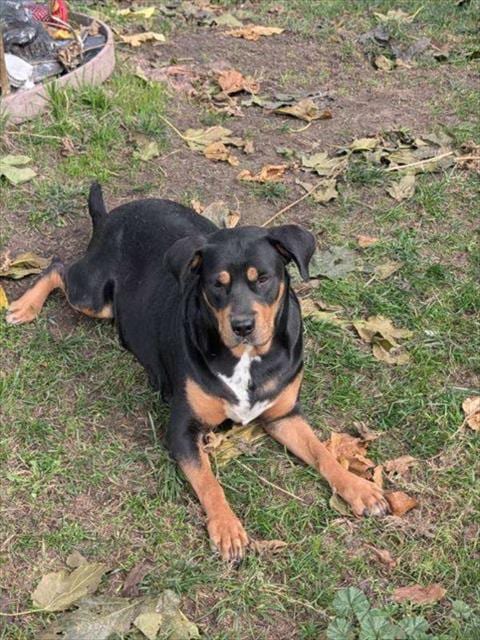 Photo of A364662, adoptable Rottweiler in Stockton, California