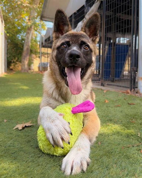 Photo of Stardust, adoptable German Shepherd Dog in Chula Vista, California