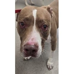 Photo of Cole, adoptable American Pit Bull Terrier in San Bernardino, California