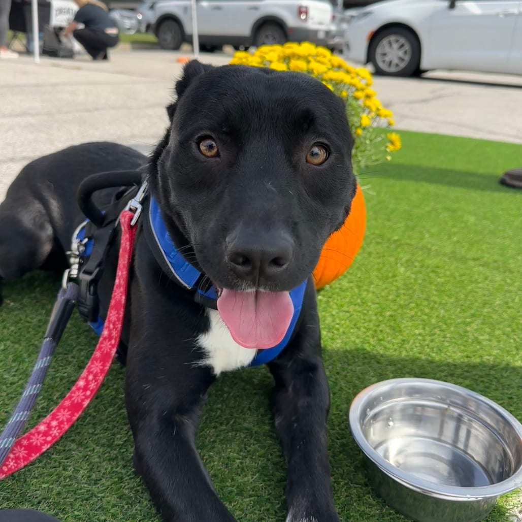 Photo of Buffy, adoptable Akita / Mix in Boonville, Missouri
