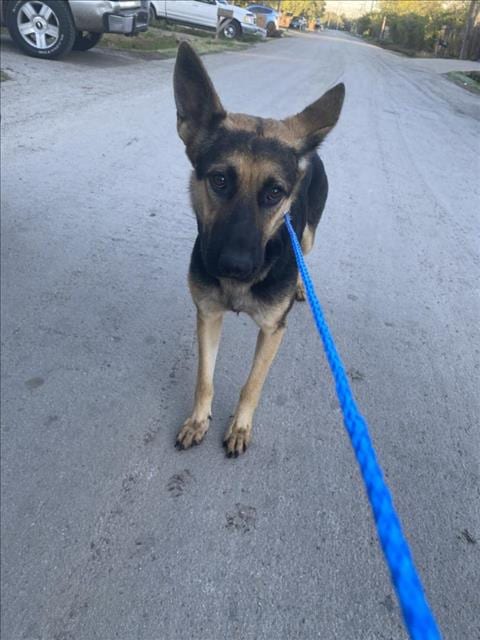 Photo of Sugar, adoptable Mixed Breed