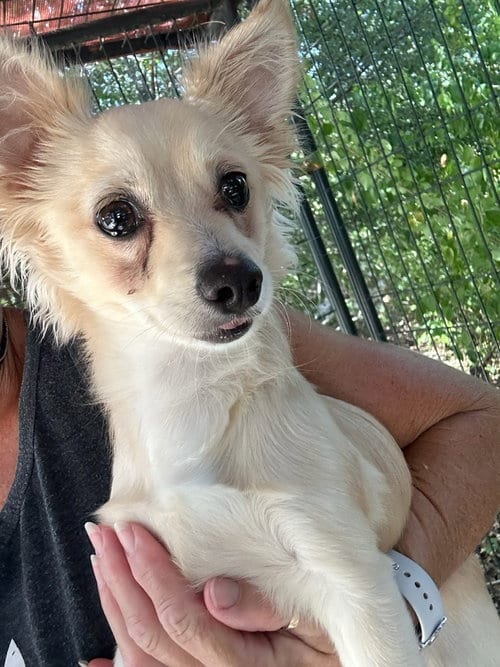Photo of Neal, adoptable Chihuahua in Oak Bluffs, Massachusetts