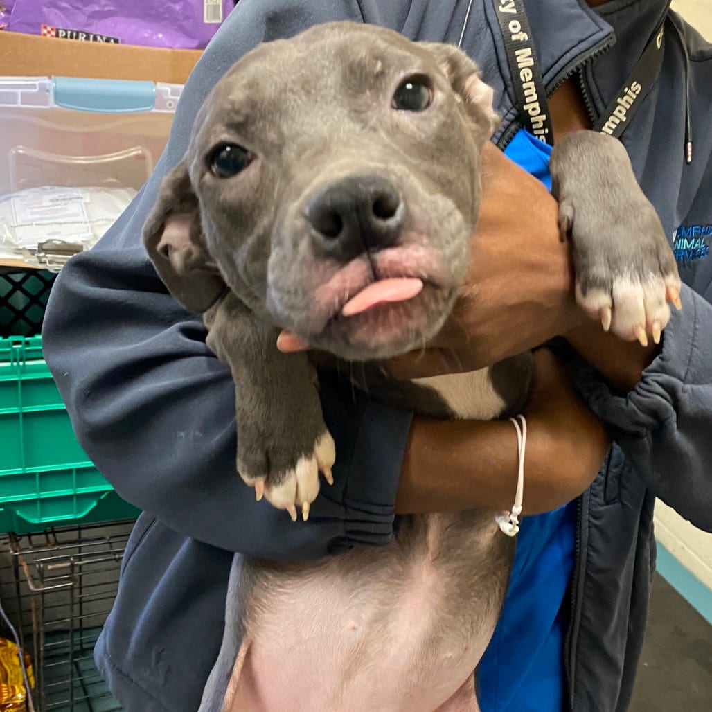 Photo of Frannie, adoptable Mixed Breed (Small)