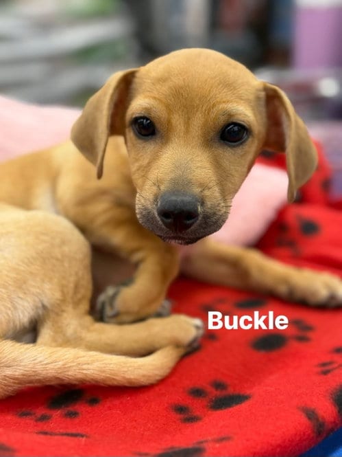Photo of Buckle, adoptable Chihuahua in Turlock, California