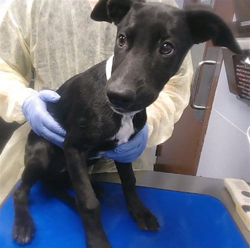 Photo of Maude, adoptable Belgian Shepherd Malinois in Phoenix, Arizona