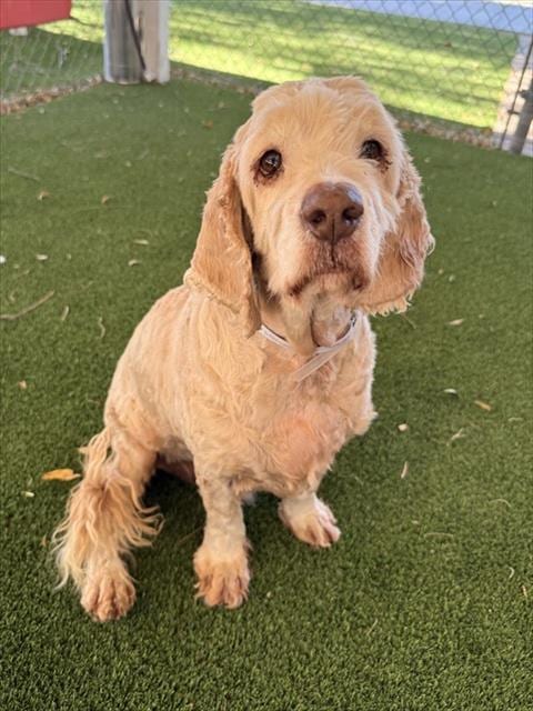 Photo of Echo, adoptable Cocker Spaniel in Castaic, California