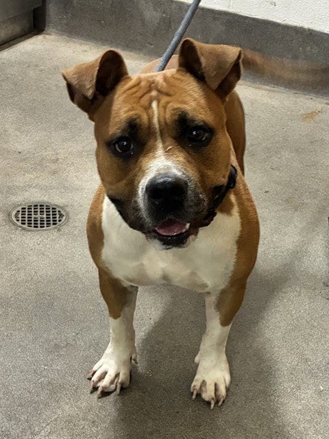 Photo of Iris, adoptable Pit Bull Terrier in Forestville, Maryland