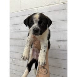 Photo of A597726, adoptable Australian Shepherd in San Bernardino, California