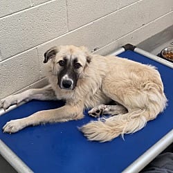 Photo of Bernadette / AC 28482 D, adoptable Great Pyrenees Poodle (Standard) in Greeneville, Tennessee