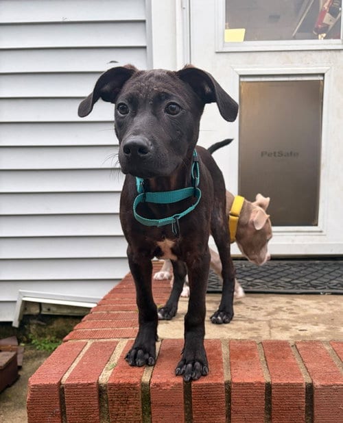 Photo of Frankie, adoptable Unknown breed in Cliffwood, New Jersey