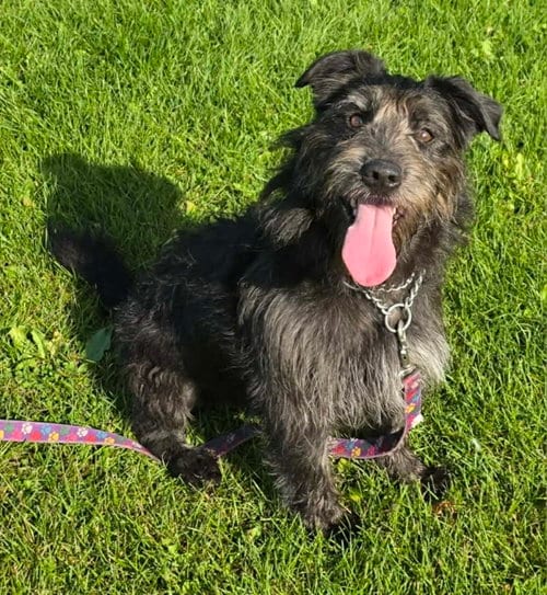Photo of Scruffy, adoptable Terrier in Anchorage, Alaska