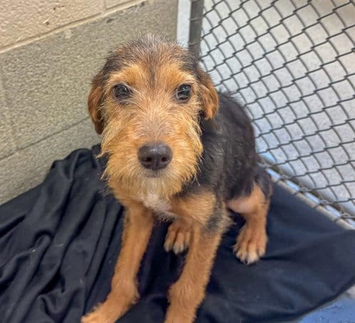 Photo of Maple, adoptable Terrier in Statesville, North Carolina
