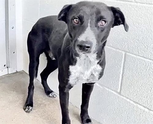 Photo of Ambrose, adoptable Australian Kelpie in Houston, Texas