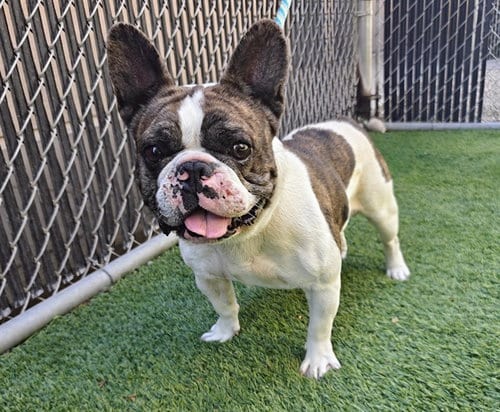 Photo of Tank, adoptable French Bulldog in San Jose, California