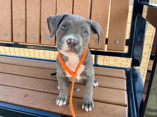 Photo of Saphira, adoptable Pit Bull Terrier in Orange, California
