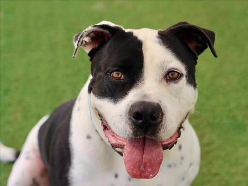 Photo of Charles, adoptable Pit Bull Terrier in Los Angeles, California