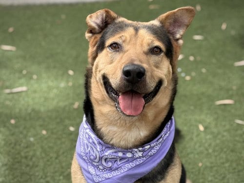 Photo of Beau, adoptable German Shepherd Dog in San Pedro, California