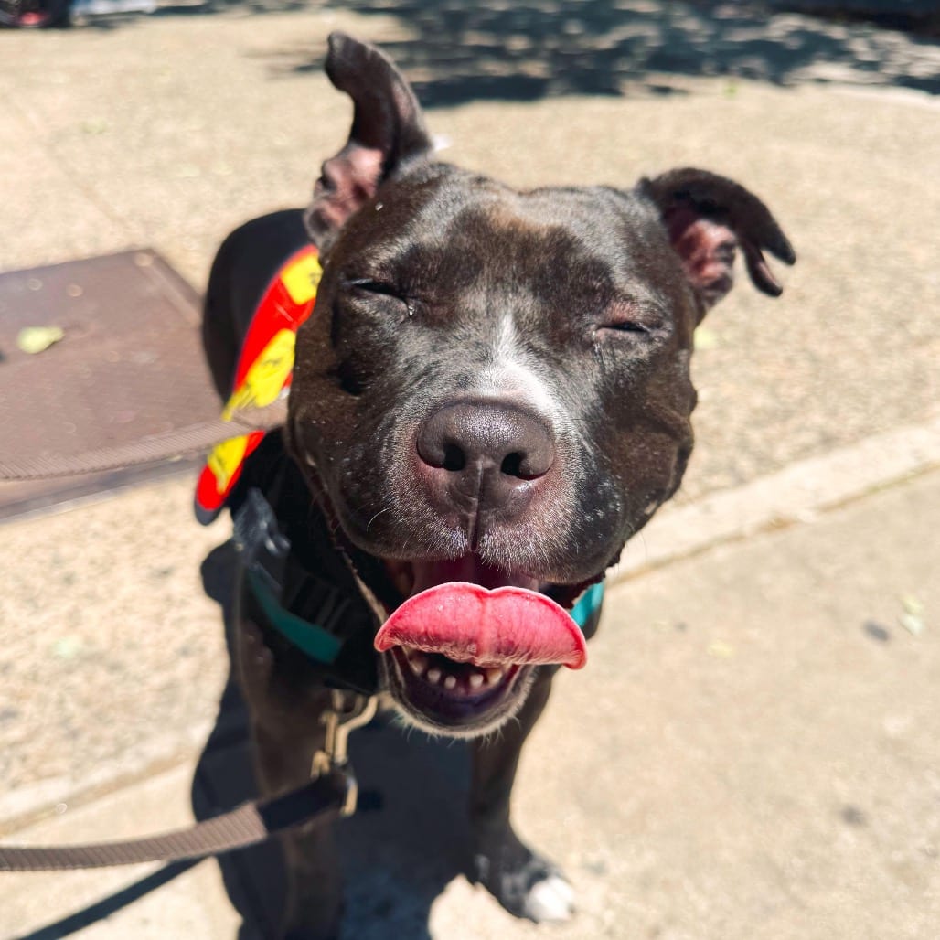 Photo of Sage, adoptable Mixed Breed (Medium) / Retriever, Black Labrador in Jersey City, New Jersey