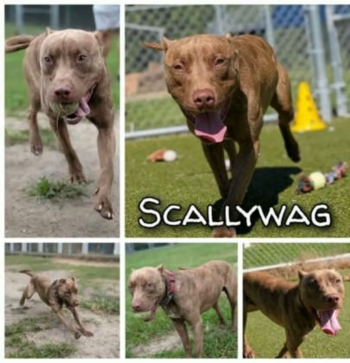 Photo of Scallywag, adoptable American Pit Bull Terrier in Greenville, North Carolina