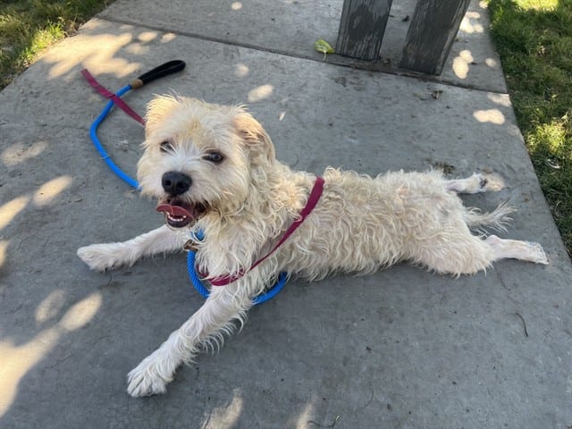 Photo of Simba, adoptable Maltese in San José, California