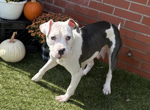 Photo of Grape Nuts, adoptable Pit Bull Terrier in Detroit, Michigan