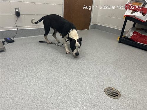 Photo of Marbles, adoptable American Pit Bull Terrier in Ocala, Florida