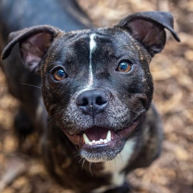 Photo of Petal, adoptable Mixed Breed (Small) in Decatur, Georgia