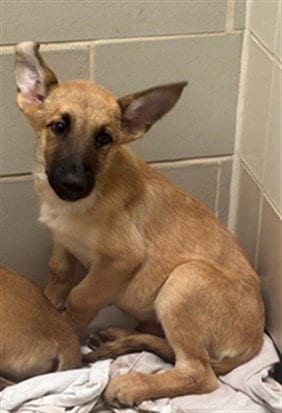 Photo of Hansel, adoptable Belgian Shepherd Malinois in Plano, Texas