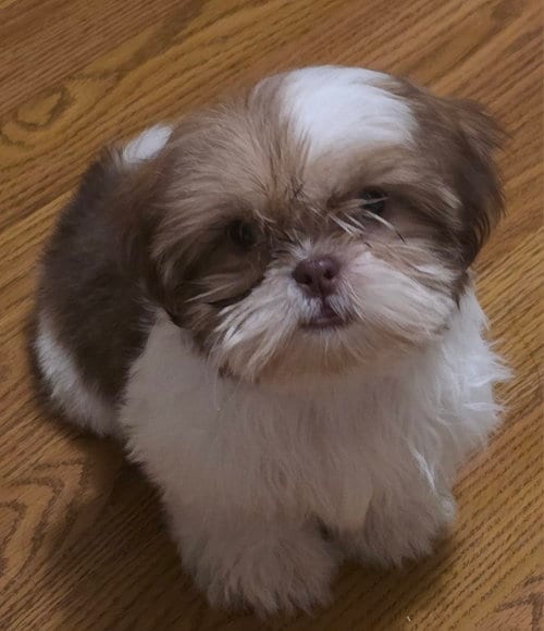 Photo of Kiwi HOLD, adoptable Shih Tzu in Cumming, Georgia