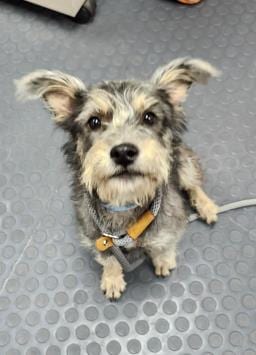Photo of Miss Pixie, adoptable Miniature Schnauzer in San Antonio, Texas