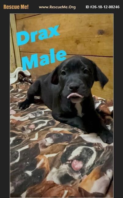Photo of Drax, adoptable American Pit Bull Terrier in Benton, Pennsylvania
