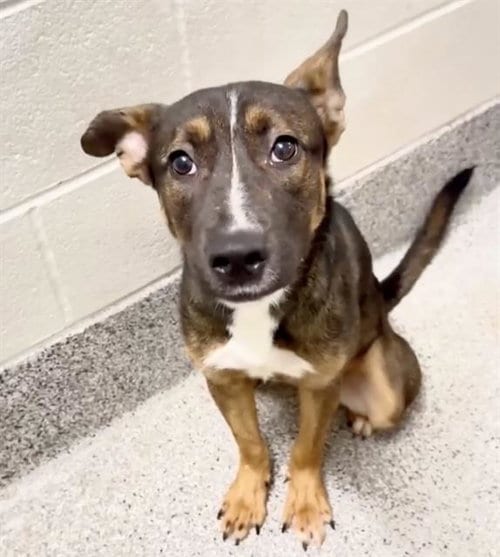 Photo of Rachel, adoptable German Shepherd Dog in Houston, Texas