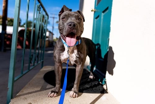 Photo of Star, adoptable Pit Bull Terrier in Chula Vista, California