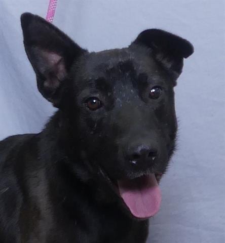 Photo of Patriot, adoptable German Shepherd Dog in Ukiah, California