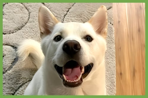 Photo of Sarang, adoptable Jindo (Korean) in Amherst, Massachusetts