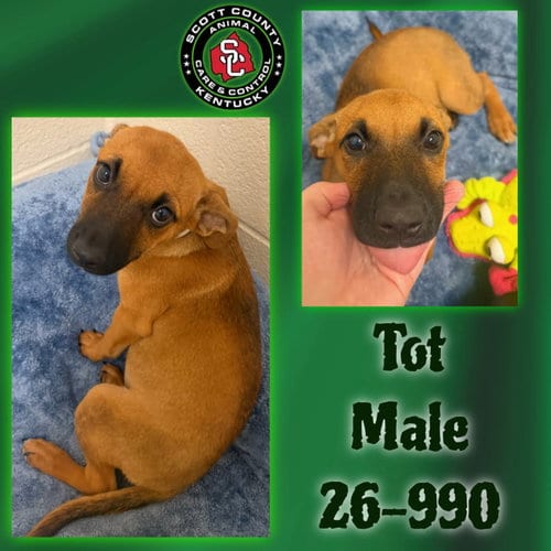 Photo of Tot, adoptable Labrador Retriever in Georgetown, Kentucky