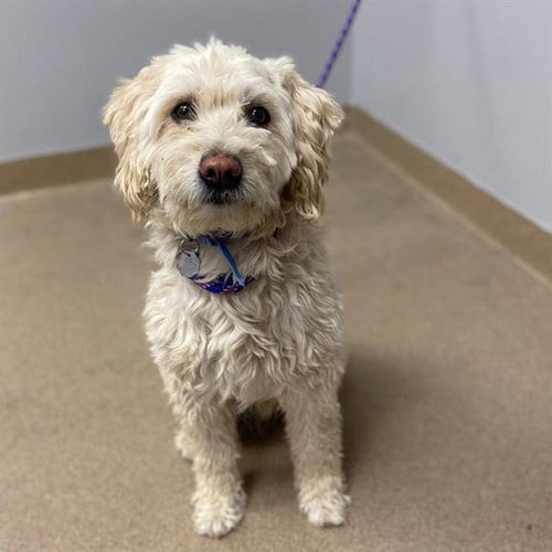 Photo of Rey, adoptable Poodle (Miniature) in Aurora, Colorado