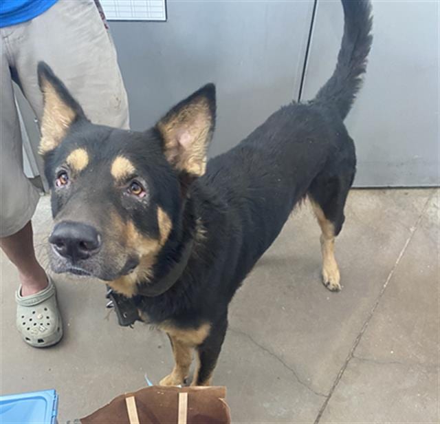 Photo of Zeos, adoptable Mixed Breed