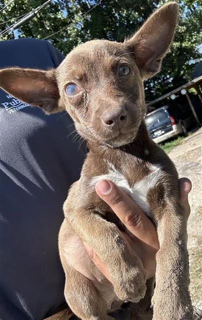 Photo of A663326, adoptable Miniature Schnauzer in Houston, Texas