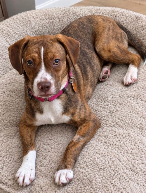 Photo of Joanie June Bug, adoptable Beagle in Omaha, Nebraska